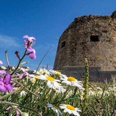 Torre Mozza